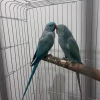 جفت طوطی ملنگو آبی مولد|پرنده|شیراز, منطقه هوایی شهید دوران|دیوار