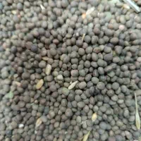 ماشک و گاوانه