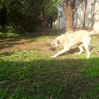 توله چهار ماهه سرابی اصل|سگ|ماسال, |دیوار