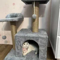 خانه گربه ( اسکرچر )