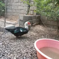 اردک اسراییلی  ۵عدد|حیوانات مزرعه|آستانه اشرفیه, |دیوار