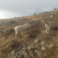 فروش خر با کره نر|حیوانات مزرعه|اردبیل, |دیوار