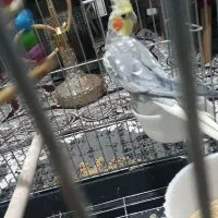 عروس هلندی و۲عددقلیان کرنو