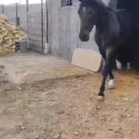 اسب نریان نژادکرد،پرخون ،رام وفرمان پذیر|اسب و تجهیزات اسبسواری|کرمانشاه, |دیوار
