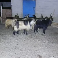 بز نر اصیل