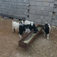 بزغاله کردی ۴ عدد|حیوانات مزرعه|مهران (ایلام), |دیوار