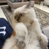 واگذاری گربه رگدال پرشین نر