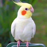 عروس هلندی...