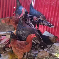 بوقلمون برنزه ، مرغ و خروس|حیوانات مزرعه|مشهد, کلاته برفی|دیوار