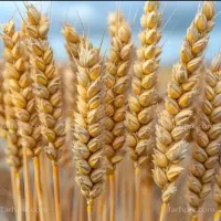 گندم قابوس مناسب برای زمین آبی و دیم