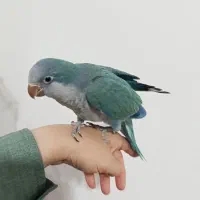 جوجه طوطی راهب تراکوییس بهترین رنگ  رنگ