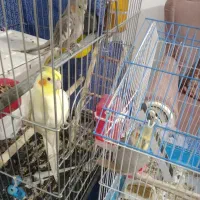 عروس هلندی سرحال