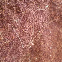 توم گزگ|لوازم جانبی حیوانات|جوانرود, |دیوار