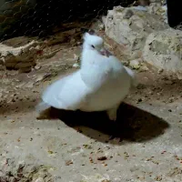 خوشونه لون|پرنده|خرم‌آباد, |دیوار