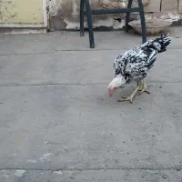 یک عدد مرغ لاری