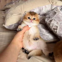 شهر گربه های مشنگ (پرشین اسکاتیش بریتیش )|گربه|اهواز, کیانپارس |دیوار