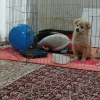 توله پامرین خرسی عروسکی