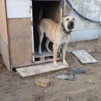 سگ سرابی|سگ|رباطکریم, شهرک صنعتی زوارهای|دیوار