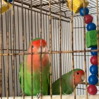 طوطی برزیلی صورت هلوی