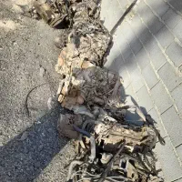 گیربکس‌.دفرانسیل‌.دینام‌.استارت|قطعات یدکی و لوازم جانبی|بهارستان, |دیوار