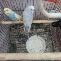 نروماده مرغ عشق