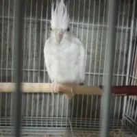 عروس هلندی مولد و جوجه لوتینو