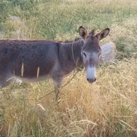 خر گله