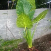 بابا آدم 3متر تول بزرگ وزیبا