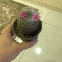 تدریس خصوصی