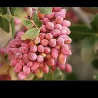 دوهکتارباغ-پسته-دوازده-ساله