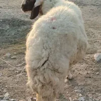 قوچ سنجابی 2ساله. گوسفند بره بز بزغاله  نربز بزنر|حیوانات مزرعه|دهلران, |دیوار