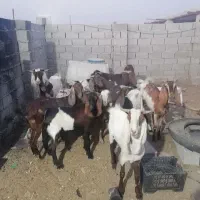 بز فروشی|حیوانات مزرعه|خرمشهر, |دیوار