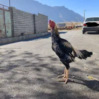 خروس لاری|حیوانات مزرعه|سنقر, |دیوار