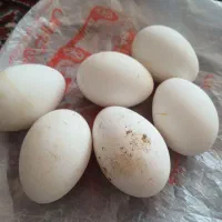 فروش تخم نطفه دارقاز