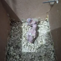 جفت عروس پاریس با جوجه|پرنده|سوسنگرد, |دیوار