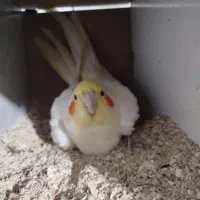 عروس هلندی|پرنده|پیرانشهر, |دیوار