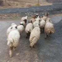 ۲۲ راس کاور هیکلی و بزرگ و شیرمس بره باب پروار|حیوانات مزرعه|ایلام, |دیوار