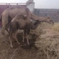 س شتر سندی دوشی هیعتی با هاشی ماده بغورفروشی|حیوانات مزرعه|راور, |دیوار