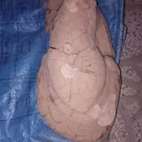 فسیل