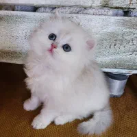 مجموعه پرورش گربه شجره دار اصیل شیراز