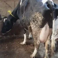 یک عدد گاو شیری بدون گوساله