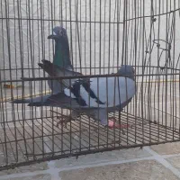 کبوتر آلمانی