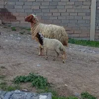 گوسفند و بره