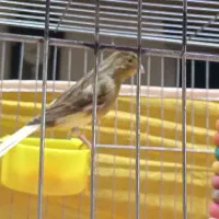 قناری ابلغ زرد هشت ماهه توپر کشیده|پرنده|خمینی‌شهر, |دیوار