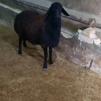 بره قوچ قرع قیزیل