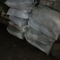 خزه جنگلی با گونی سه خط|گل و گیاه طبیعی|بابل, |دیوار