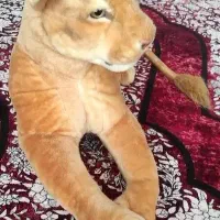 عروسک شیر|اسباب‌‌بازی|بوکان, |دیوار