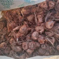 پیاز زعفران درجه یک