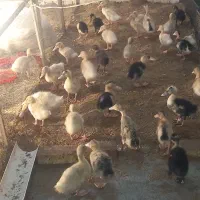 فروش اردک زنده