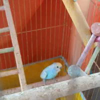 فروش مرغ عشق